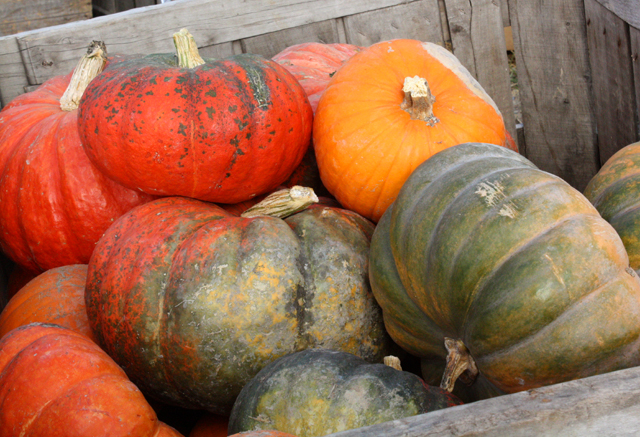 multicolor pumpkins